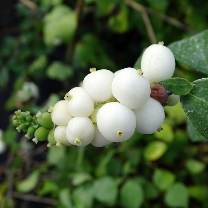 Symphoricarpos doorenbosii White Hedge - Sneeuwbes (Oogst)