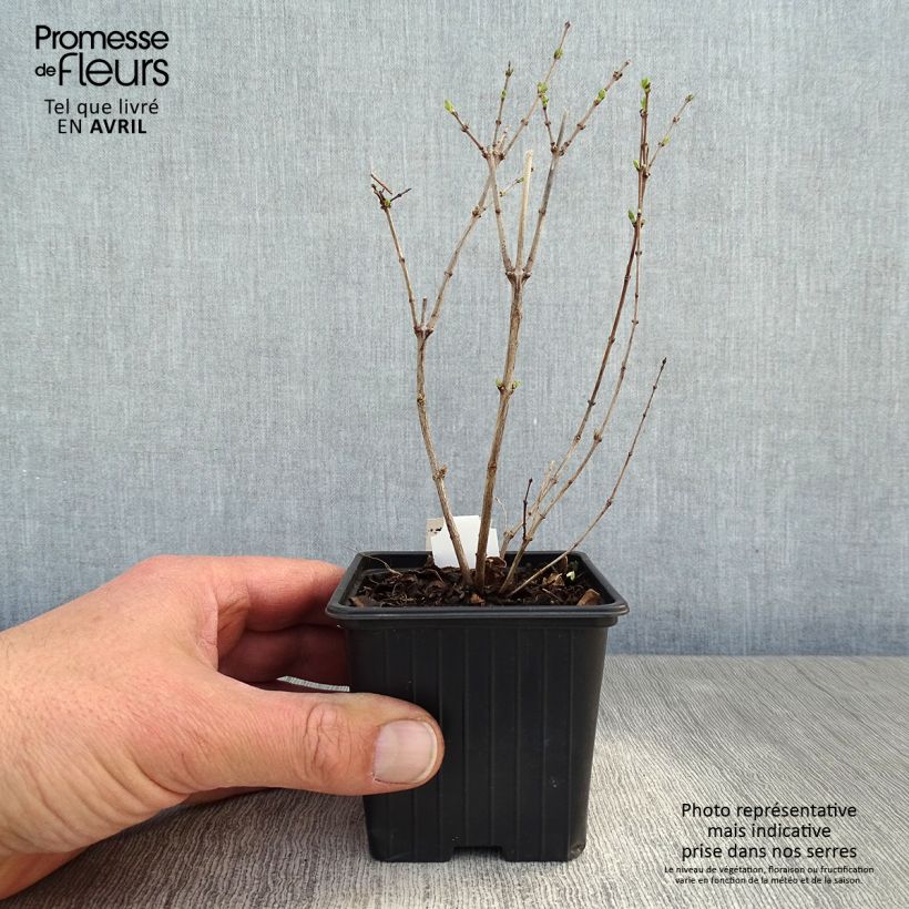 Exemplaar van Symphoricarpos doorenbosii White Hedge - Sneeuwbes Kweekpotje van 8/9 cm zoals geleverd in de lente