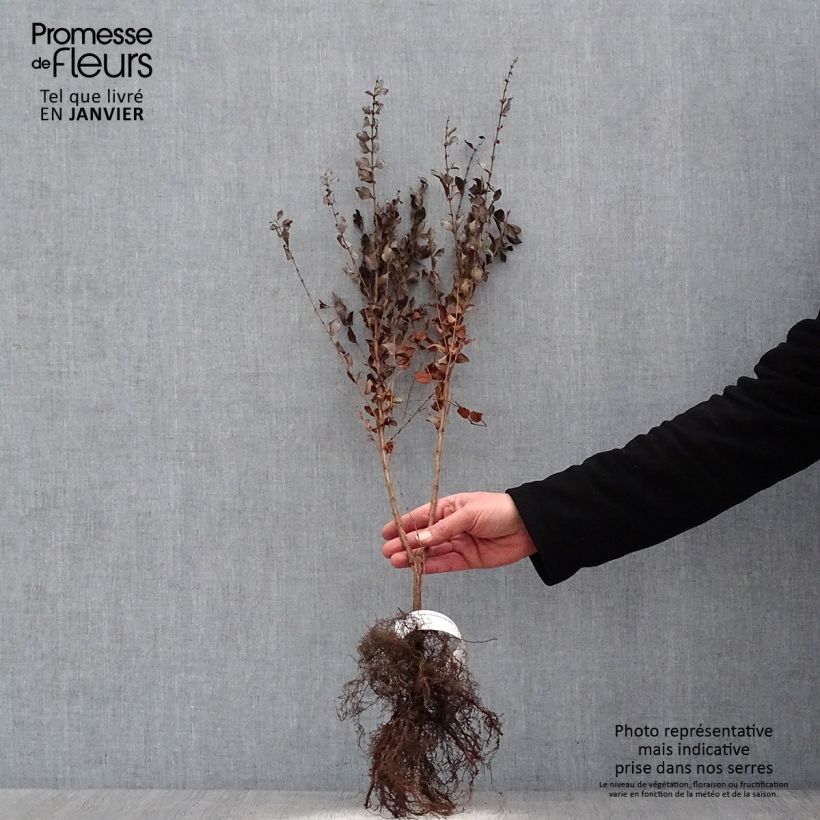 Example of Symphoricarpos orbiculatus - Sneeuwbes Naakte wortel, Struik as you get in hiver