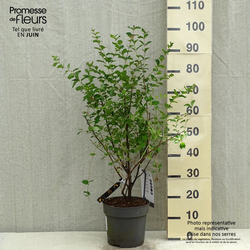 Exemplaar van Symphoricarpos orbiculatus Symphony Rave - Sneeuwbes Pot van 4 l/5 l zoals geleverd in de lente