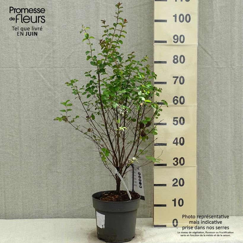 Exemplaar van Symphoricarpos orbiculatus Symphony Rock - Sneeuwbes Pot van 4 l/5 l zoals geleverd in de lente
