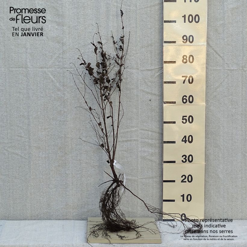 Example of Symphoricarpos albus var. laevigatus - Sneeuwbes Naakte wortel as you get in hiver