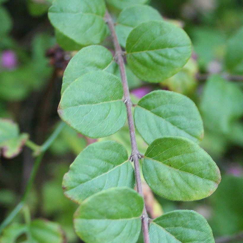Symphoricarpos doorenbosii Magic Berry - Sneeuwbes (Foliage)