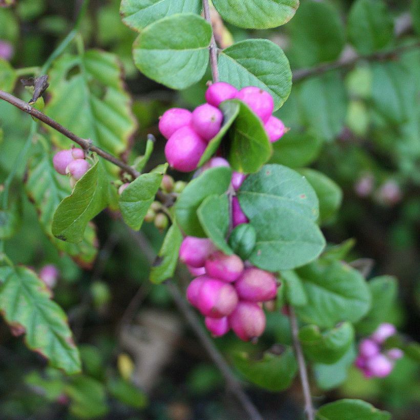 Symphoricarpos doorenbosii Magic Berry - Sneeuwbes (Harvest)