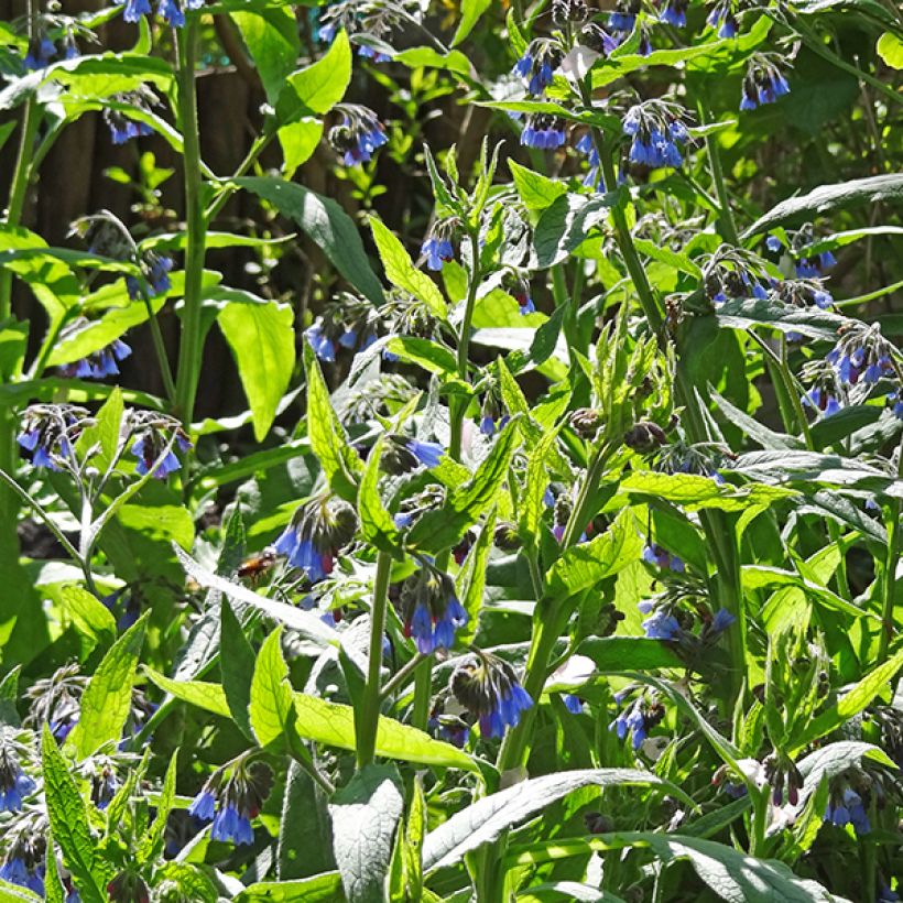 Symphytum azureum - Smeerwortel (Flowering)