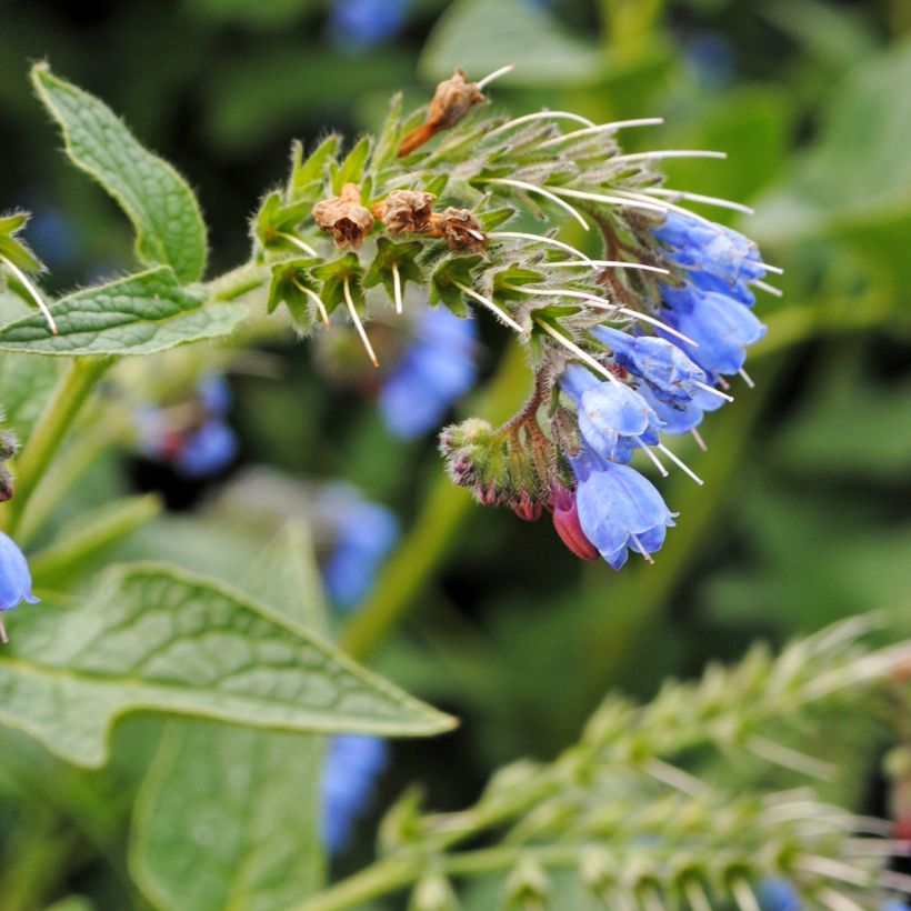 Symphytum azureum - Smeerwortel (Bloei)