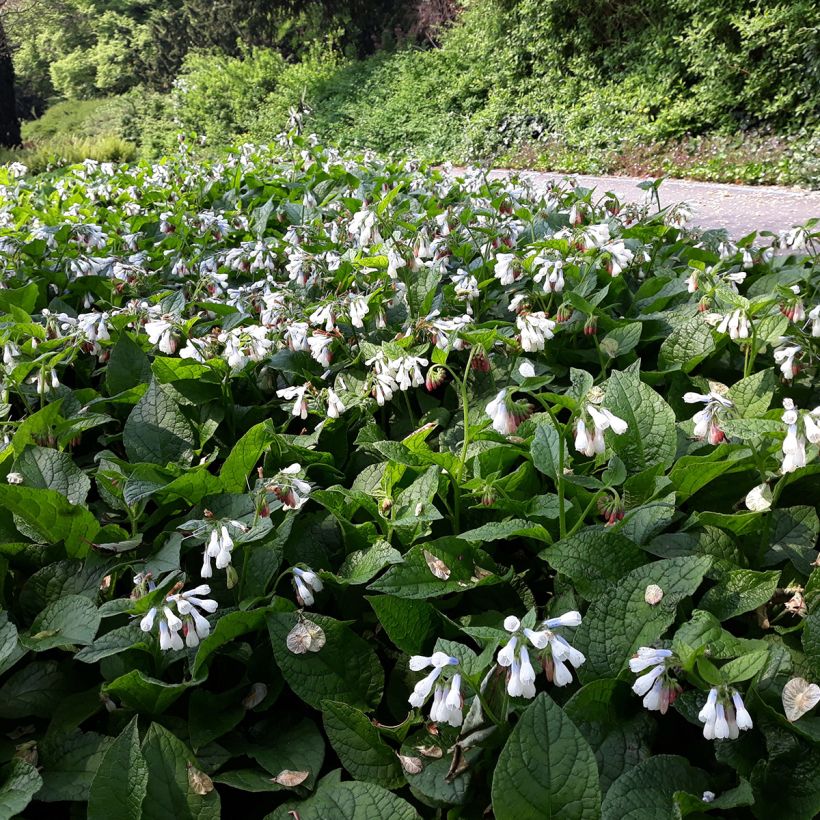 Smeerwortel Hidcote Blue - Symphytum grandiflorum (Groeiplaats)