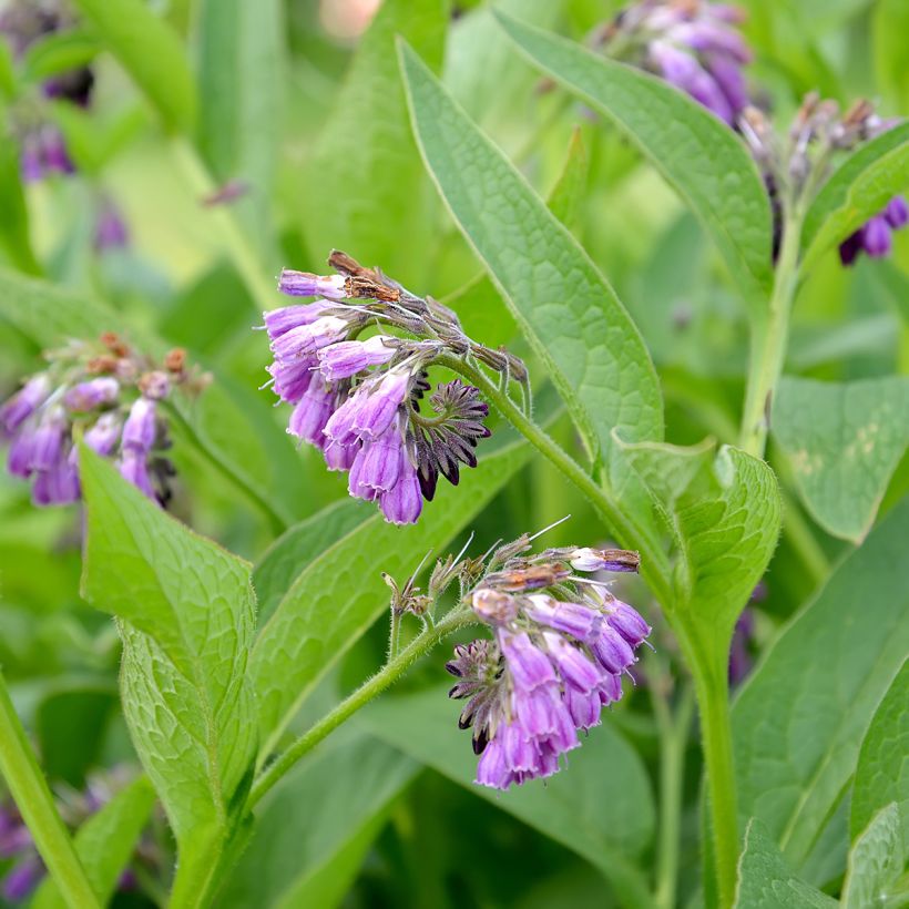 Gewone smeerwortelzaden - Symphytum officinale (Bloei)