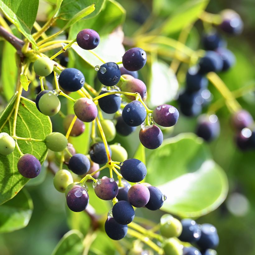 Symplocos paniculata - Sapphire Berry (Oogst)