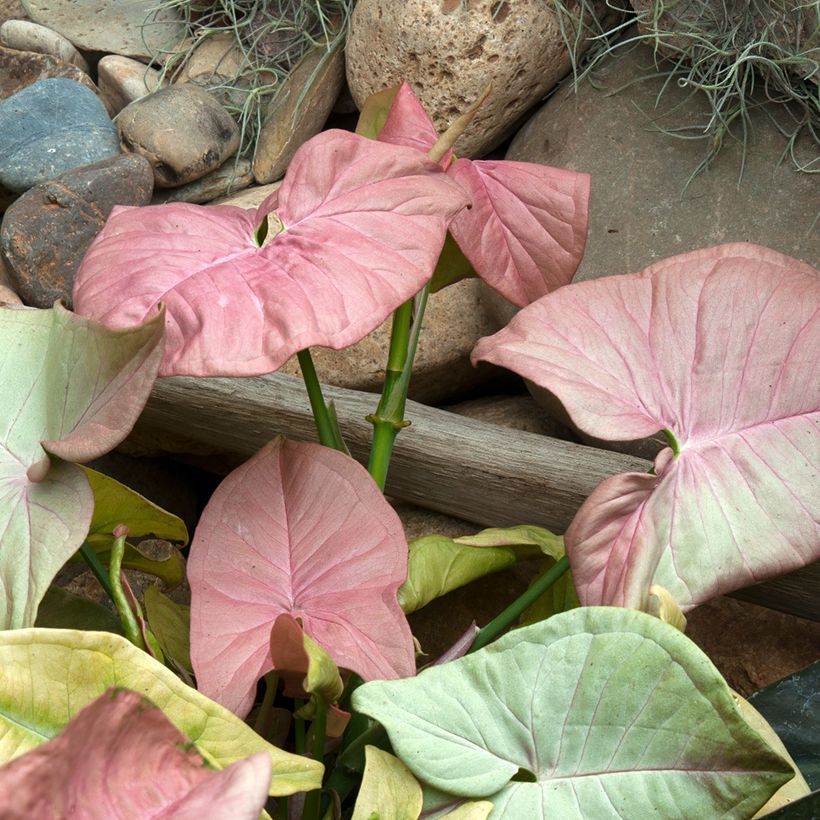 Syngonium Neon Robusta - Pijlplant (Blad)