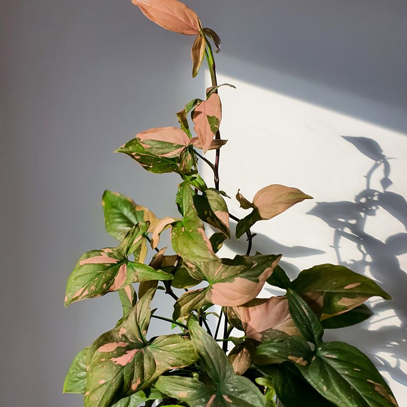 Syngonium Pink Splash - Pijlplant (Groeiplaats)