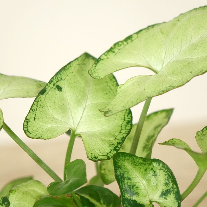 Syngonium podophyllum Snow White - Pijlplant (Blad)