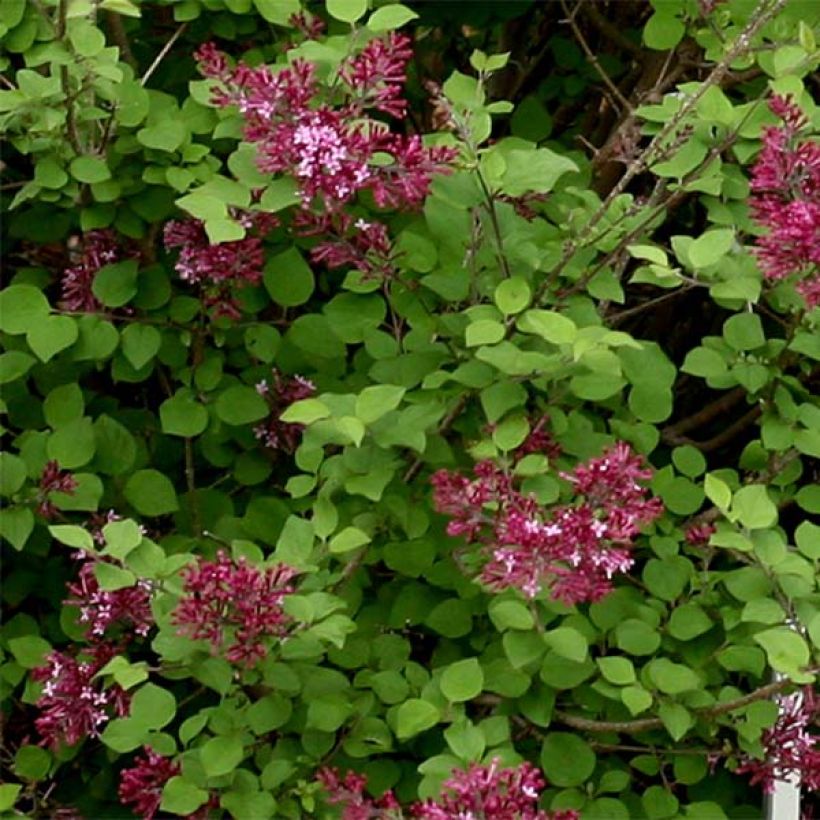 Syringa Bloomerang Dark Purple - Dwergsering (Blad)