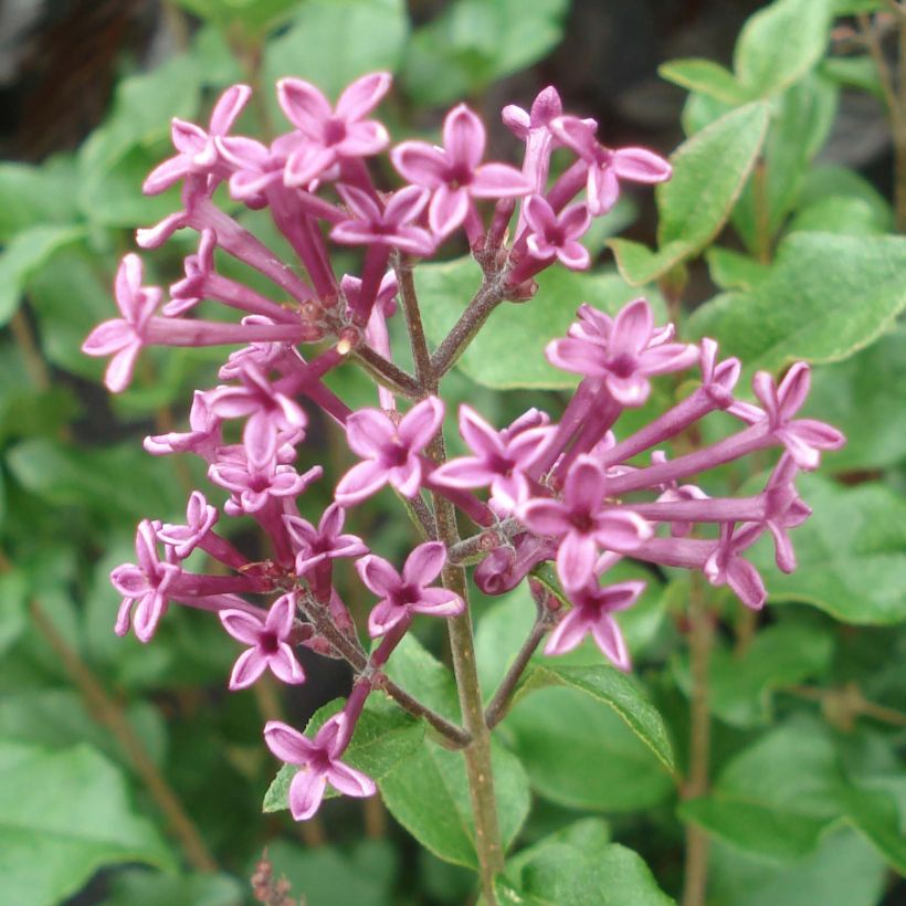 Syringa Bloomerang Dark Purple - Dwergsering (Bloei)