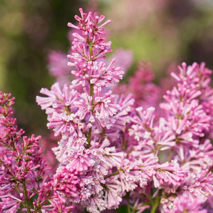 Syringa prestoniae Pinktini - Sering (Bloei)