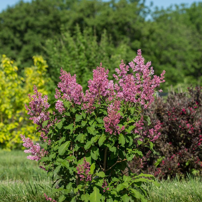 Syringa prestoniae Pinktini - Sering (Groeiplaats)