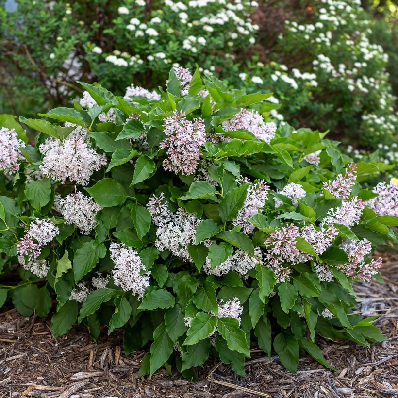 Syringa Little Lady - Sering (Groeiplaats)