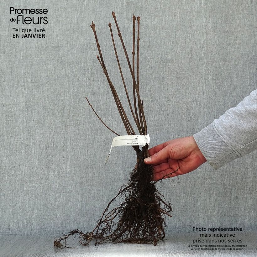 Exemplaar van Syringa josikaea - Sering Naakte wortel zoals geleverd in de winter