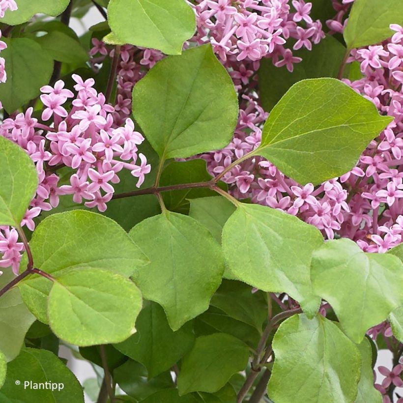 Syringa meyeri Flowerfesta Pink - Dwergsering (Blad)