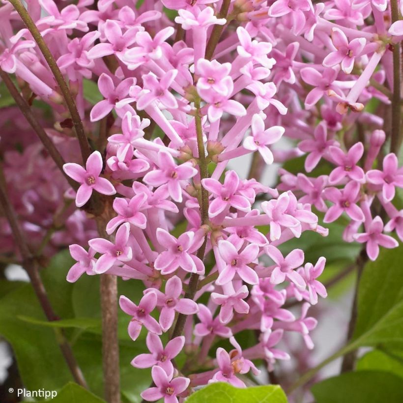Syringa meyeri Flowerfesta Pink - Dwergsering (Bloei)