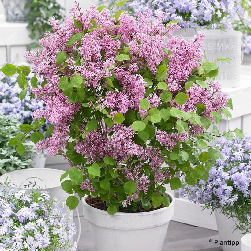 Syringa meyeri Flowerfesta Pink - Dwergsering (Groeiplaats)