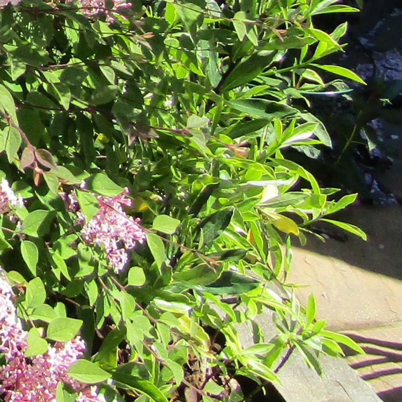 Syringa meyeri Palibin - Dwergsering (Blad)