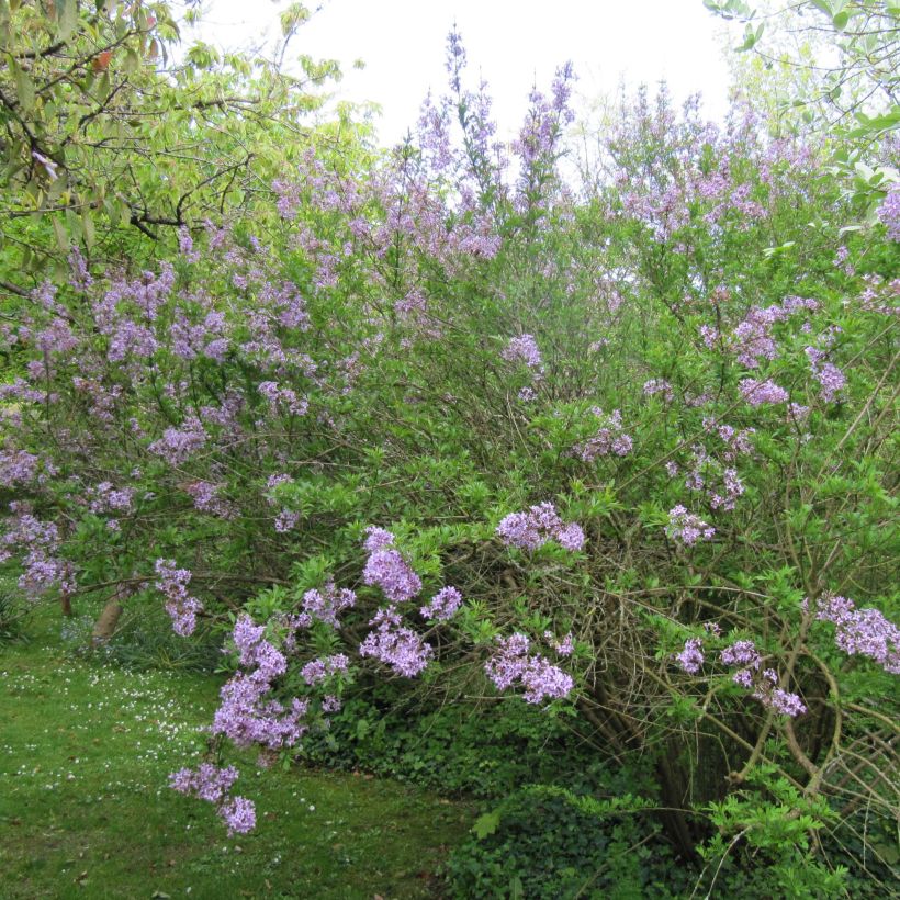 Syringa persica Laciniata - Perzische sering (Groeiplaats)