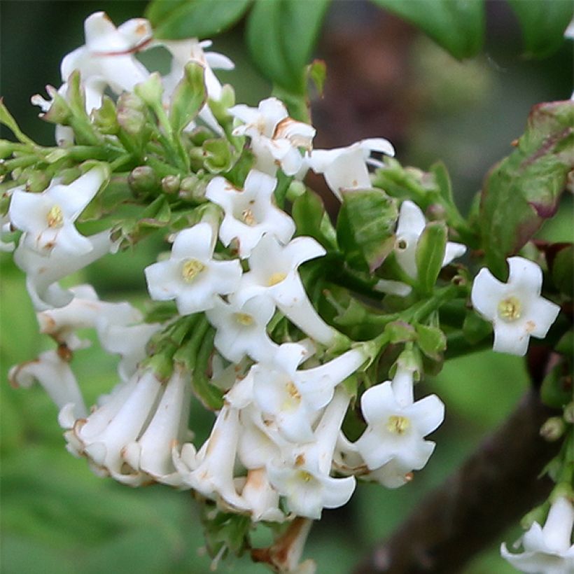 Syringa pinnatifolia - Sering (Bloei)