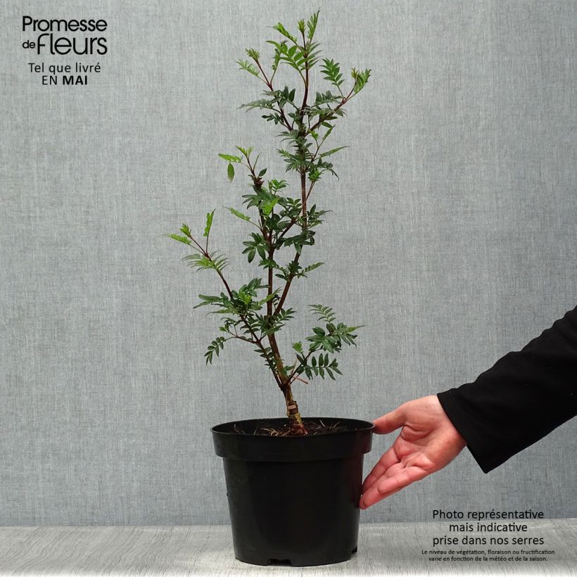 Exemplaar van Syringa pinnatifolia - Sering Pot van 4 l/5 l zoals geleverd in de lente