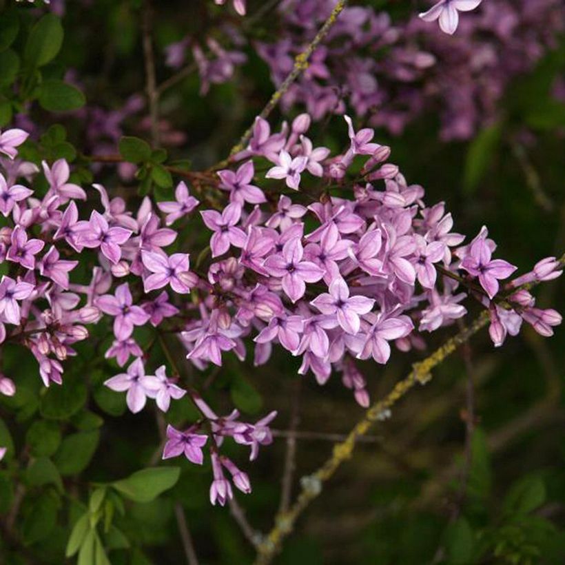 Syringa protolaciniata Kabul - Sering (Bloei)