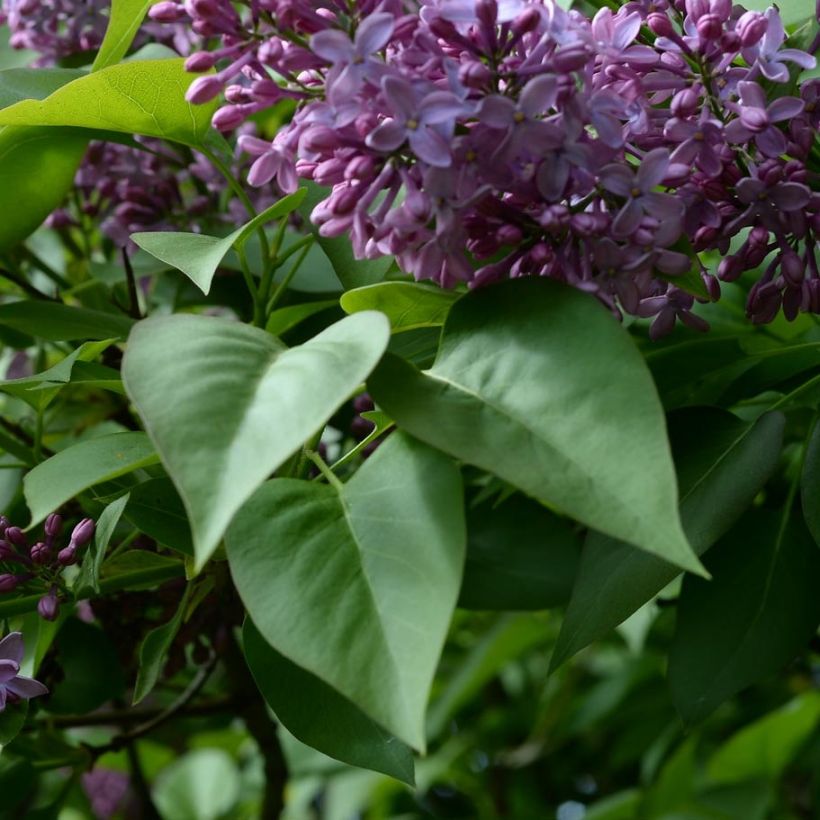 Syringa vulgaris - Gewone sering (Blad)