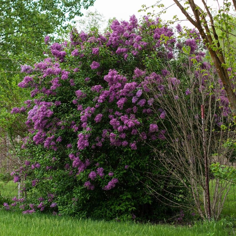 Syringa vulgaris - Gewone sering (Groeiplaats)