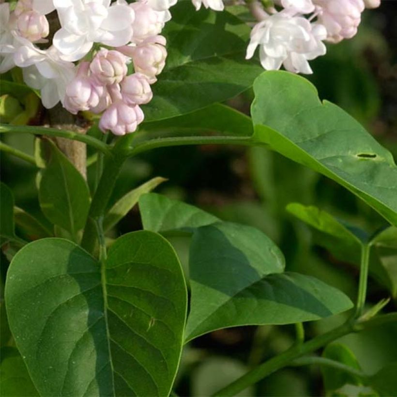 Syringa vulgaris Belle de Moscou - Gewone sering (Blad)