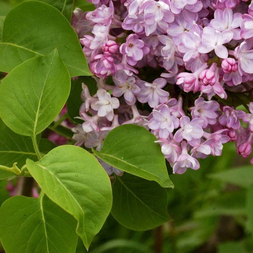 Syringa vulgaris Belle de Nancy - Gewone sering (Foliage)