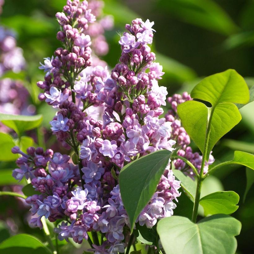 Syringa vulgaris Michel Buchner - Gewone sering (Flowering)