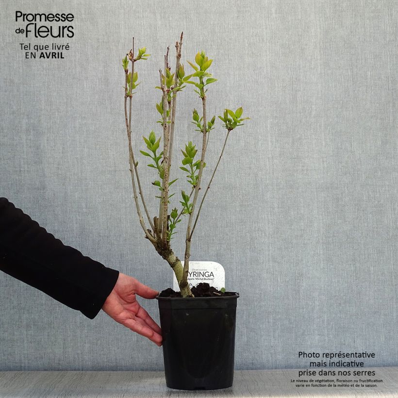 Example of Syringa vulgaris Michel Buchner - Gewone sering Pot van 4 l/5 l as you get in printemps