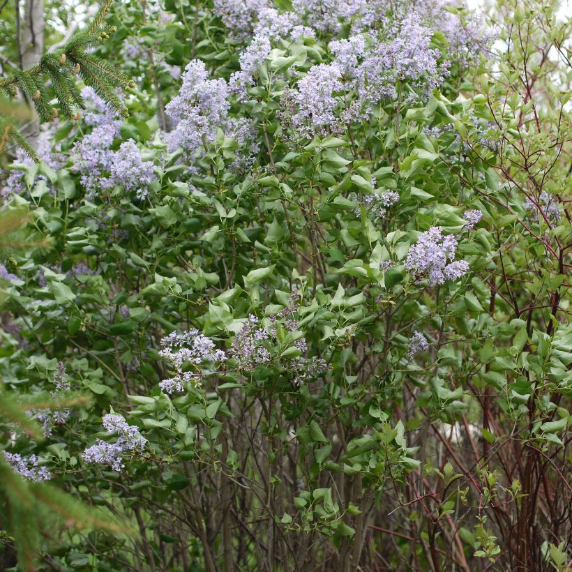 Syringa vulgaris Président Grevy - Gewone sering (Groeiplaats)