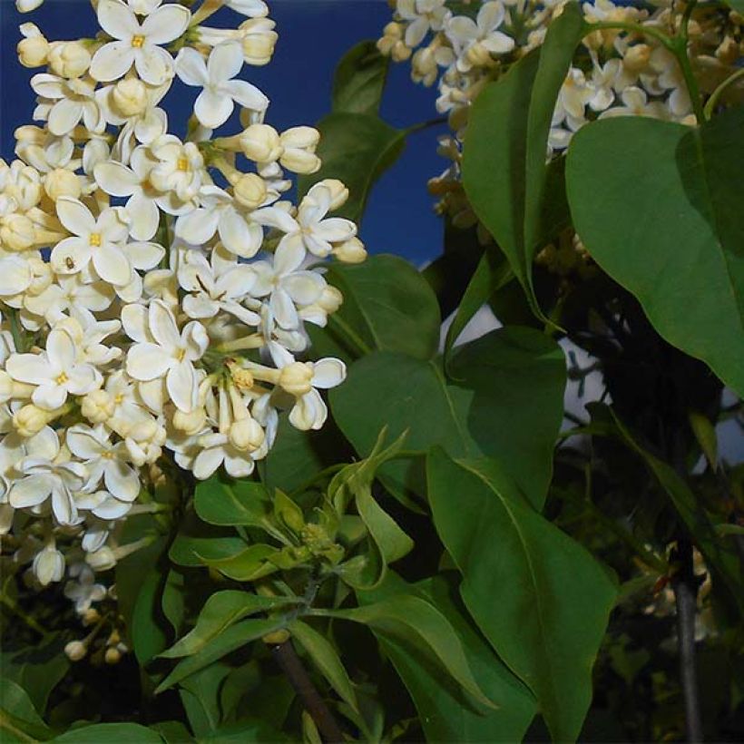 Syringa vulgaris Primrose - Gewone sering (Blad)