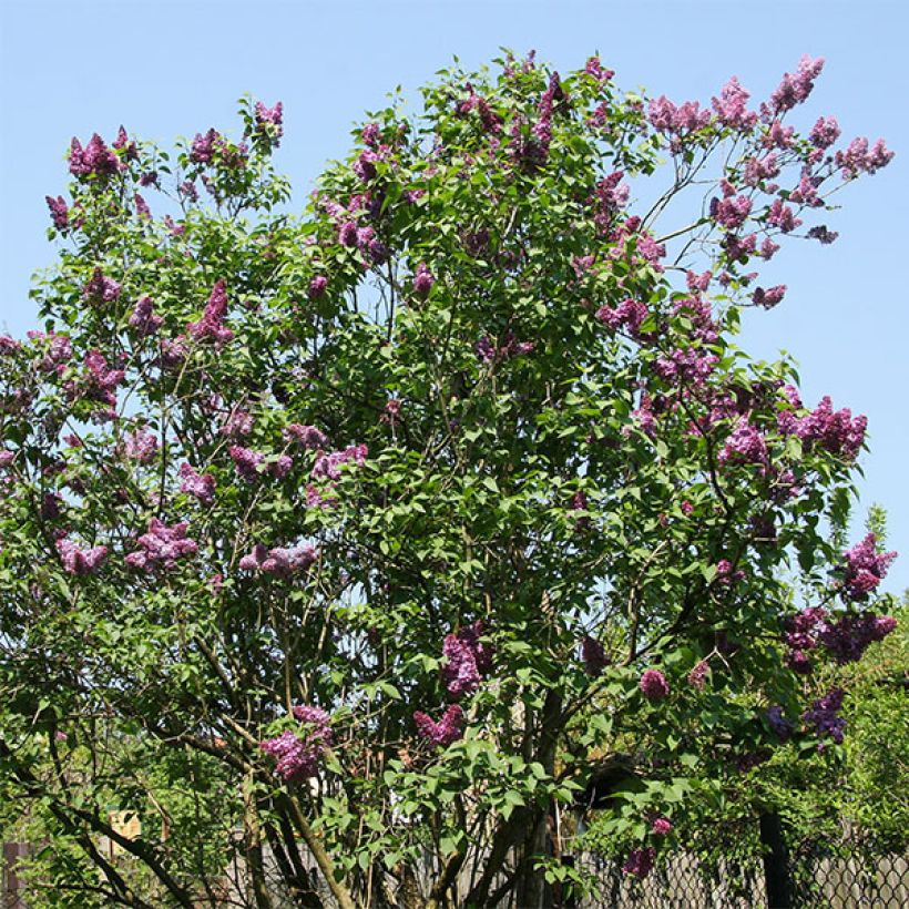 Syringa vulgaris Prince Wolkonsky - Gewone sering (Groeiplaats)