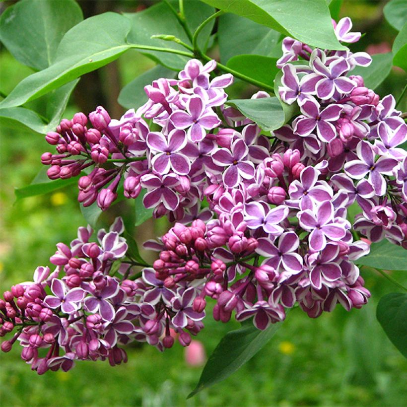 Syringa vulgaris Sensation - Gewone sering (Flowering)
