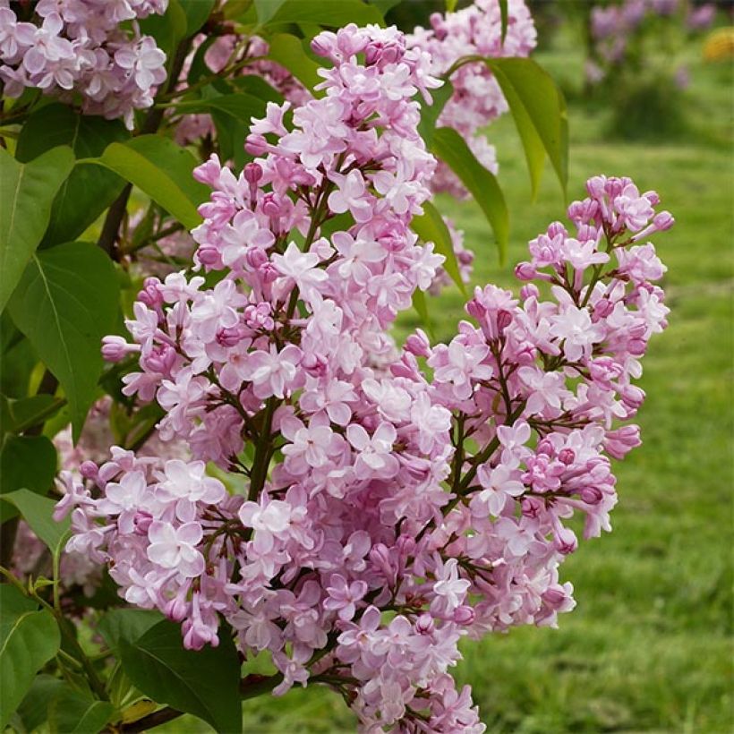 Syringa vulgaris Zhemchuzhina - Gewone sering (Bloei)