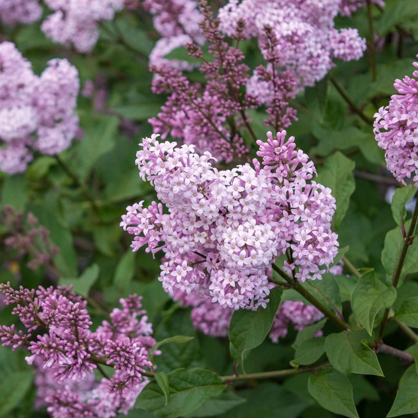 Syringa chinensis Saugeana - Gewone sering (Bloei)