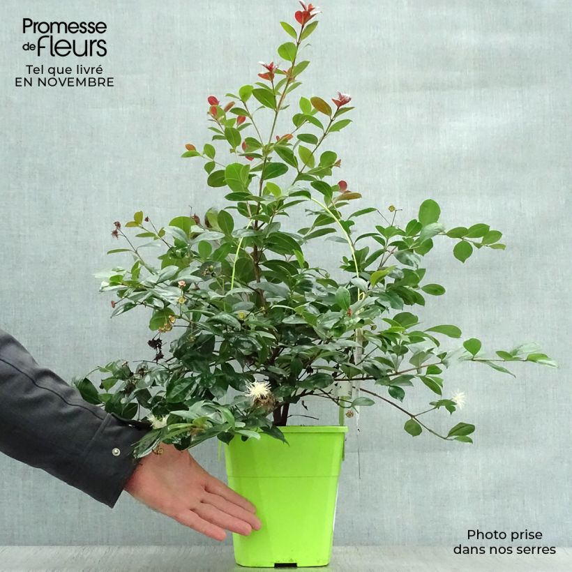 Exemplaar van Syzygium australe Big Red - Australische kers Pot van 4 l/5 l zoals geleverd in de herfst