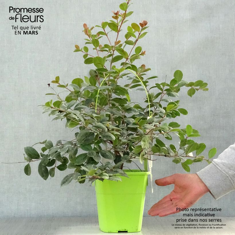 Example of Syzygium australe Big Red - Australische kers Pot van 4 l/5 l as you get in printemps