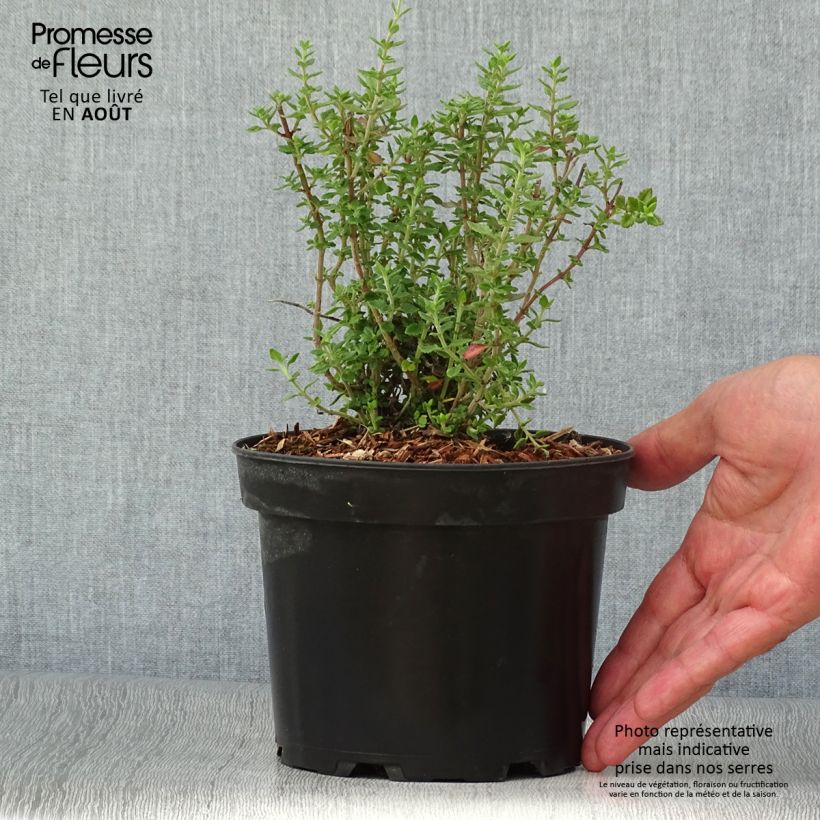 Exemplaar van Teucrium lucidrys - Gamander Pot van 2 l/3 l zoals geleverd in de zomer