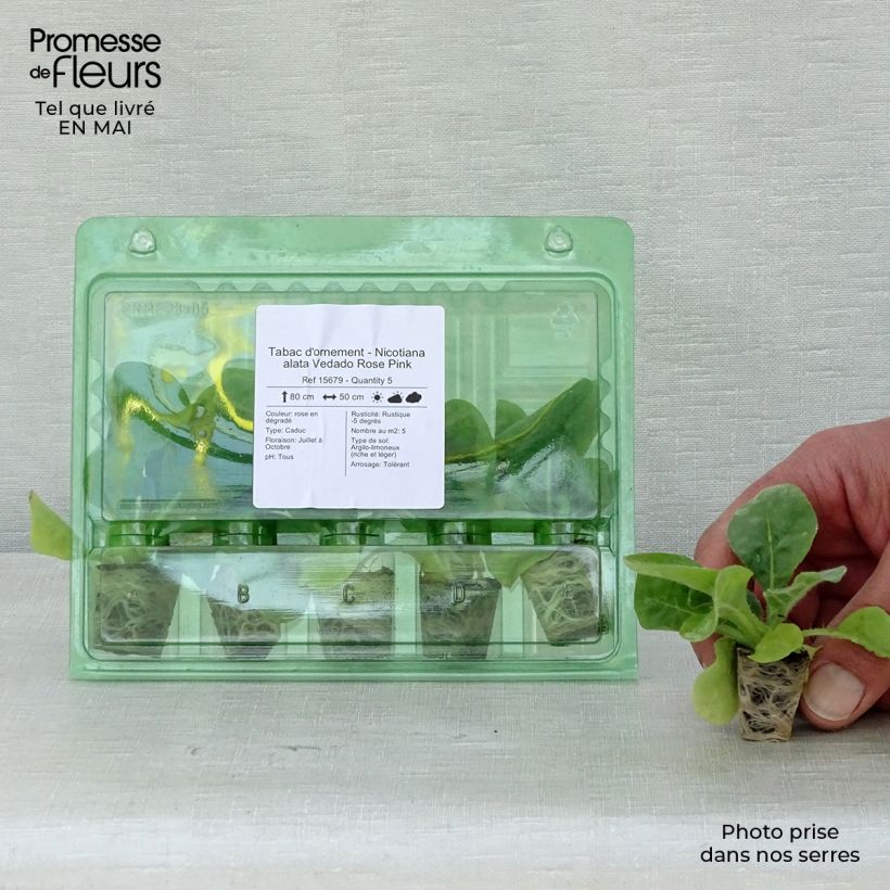 Exemplaar van Nicotiana alata Vedado Rose Pink - Siertabak Mini-mot Ø 3/4 cm zoals geleverd in de lente