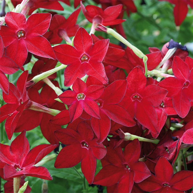 Nicotiana sanderae Perfume Red - Siertabak (Bloei)