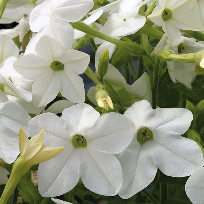 Nicotiana sanderae Perfume F1 Wit - Siertabak (Bloei)