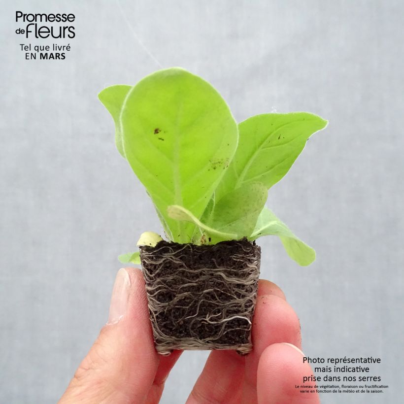 Exemplaar van Nicotiana sylvestris Only the Lonely - Siertabak Mini-mot Ø 3/4 cm zoals geleverd in de lente