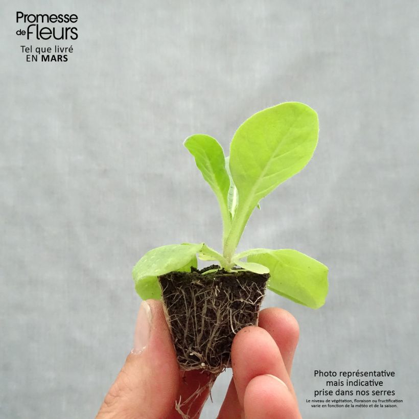 Exemplaar van Nicotiana sanderae Perfume F1 Mix - Siertabak Kluitplant: kluit 3,8 cm x 3,2 cm in een tray voor 16 planten zoals geleverd in de lente